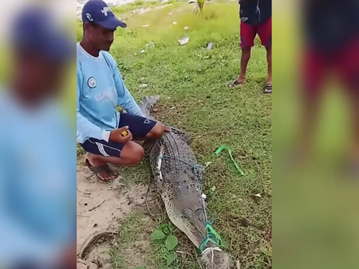 Penanganan Buaya Tangkapan Warga Tertunda Karena Peralihan Kewenangan
