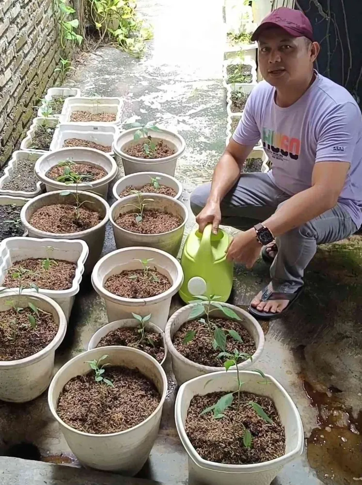Menanam Cabai Selama Ramadan: Aktivitas Sederhana yang Meningkatkan Ketahanan Pangan Keluarga