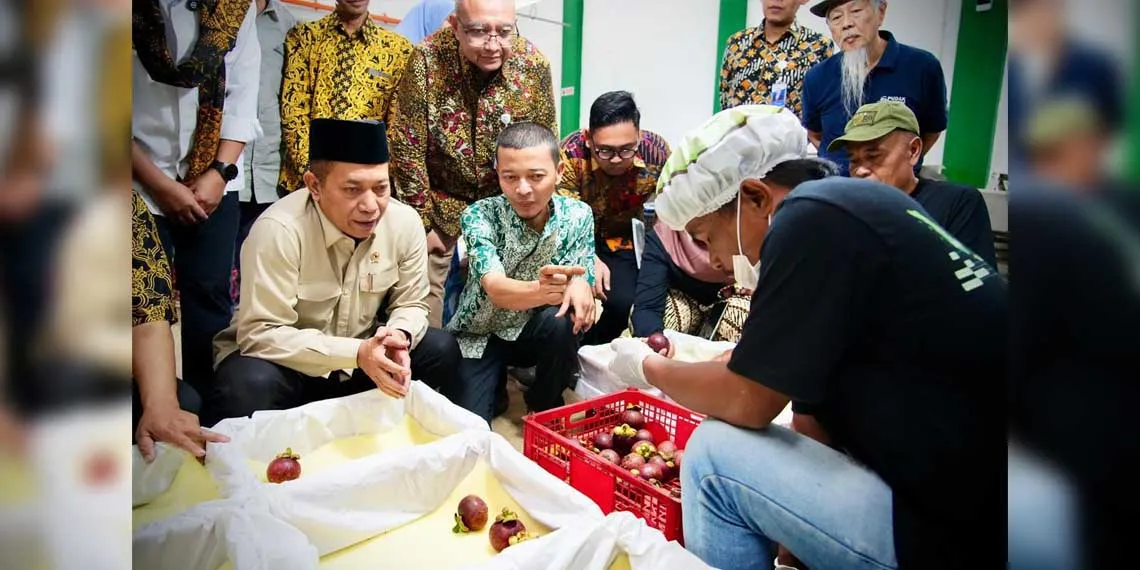 Koperasi Upland Subang Farm Berhasil Ekspor Manggis, Dorong Ekonomi Desa