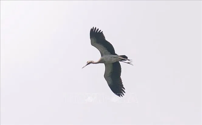 Upaya Perlindungan Burung Bangau Putih Langka di Dak Lak