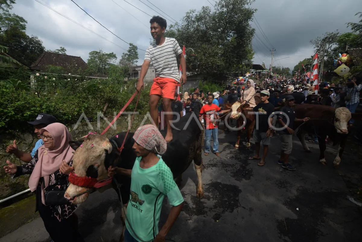Tradisi Lebaran Sapi: Mempererat Hubungan Sosial dan Syukur atas Hasil Ternak