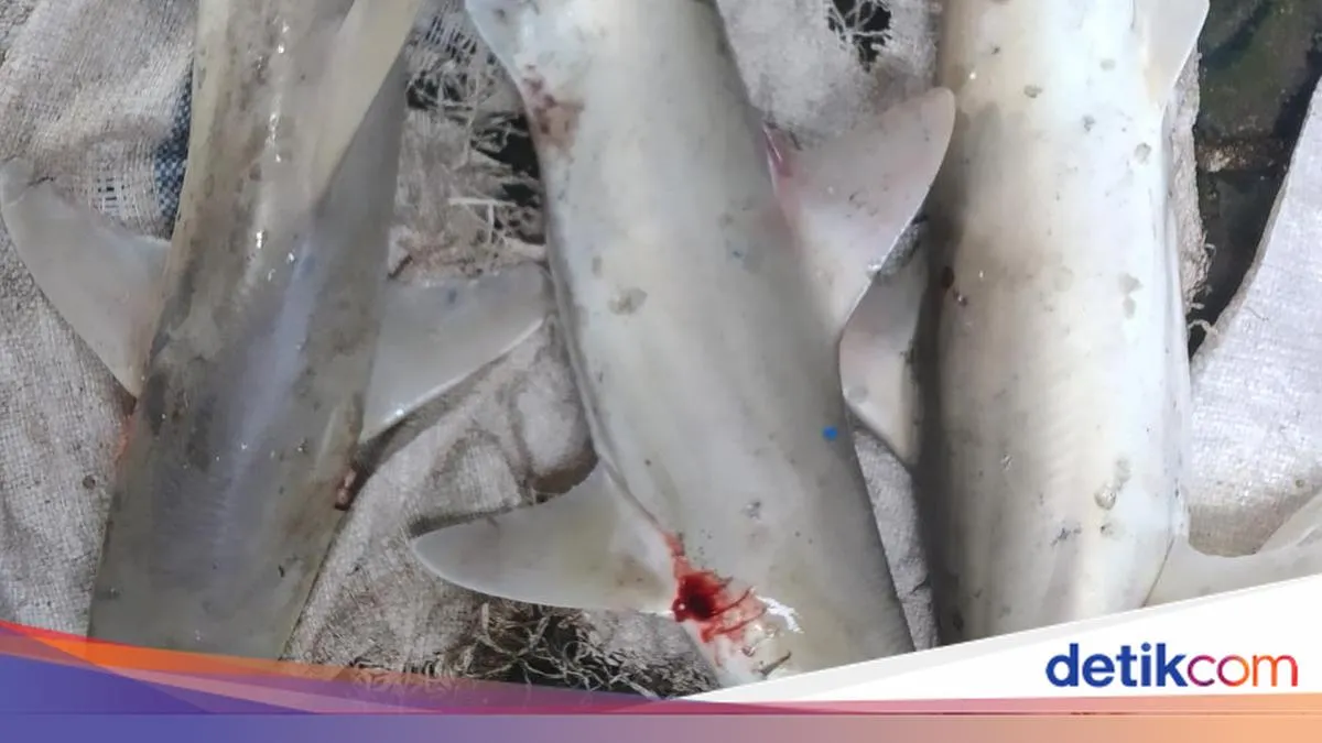 Ancaman Perdagangan Bayi Hiu di Gresik terhadap Ekosistem Laut