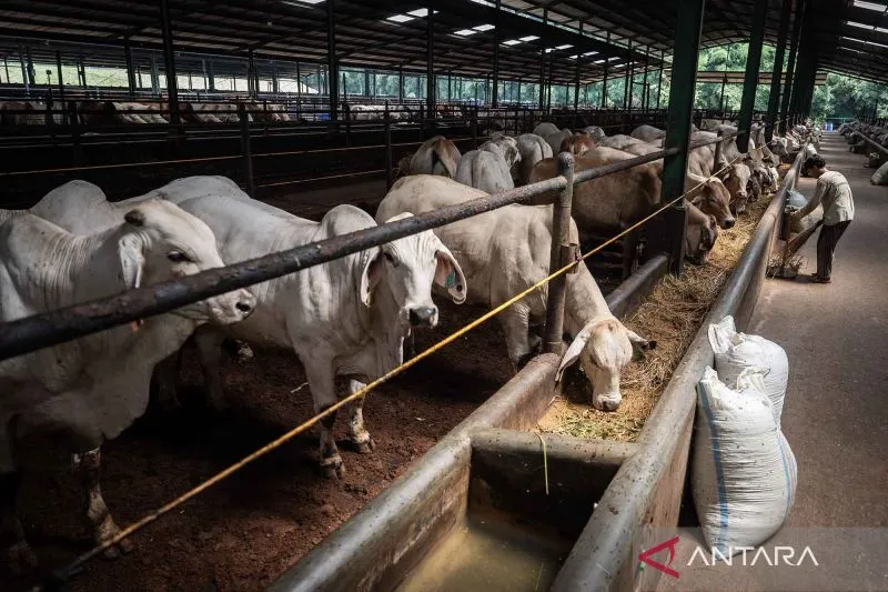 Dewan PSI Soroti Impor Sapi dari Australia, Tantang Kedaulatan Pangan DKI
