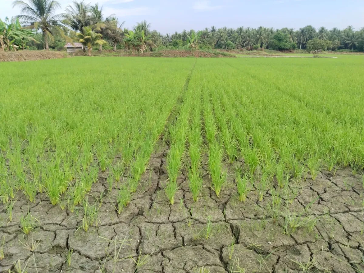 Petani Pohuwato Sampaikan Masalah Sedimentasi di PENAS Tani dan Nelayan