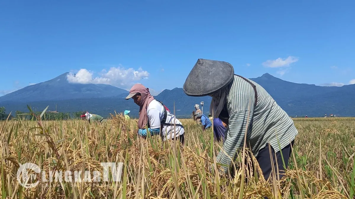 Petani Semarang Menghadapi Krisis Solar di Tengah Kenaikan Harga BBM