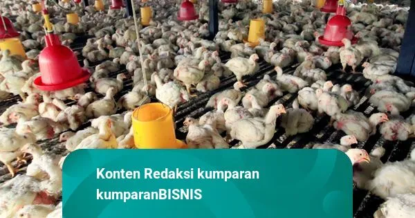 Indonesia Impor 580.000 Induk Ayam dari AS dengan Harga Terjangkau