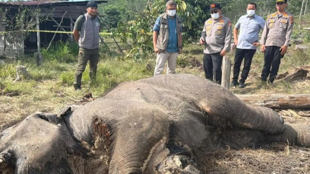 Anak Gajah Mati Ditemukan di Taman Nasional Tesso Nilo, Polda Riau Selidiki Penyebabnya