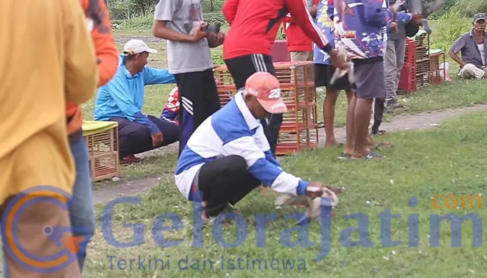 Penghobi Merpati Sidoarjo Gelar Latihan Rutin Selama Ramadan untuk Slekda