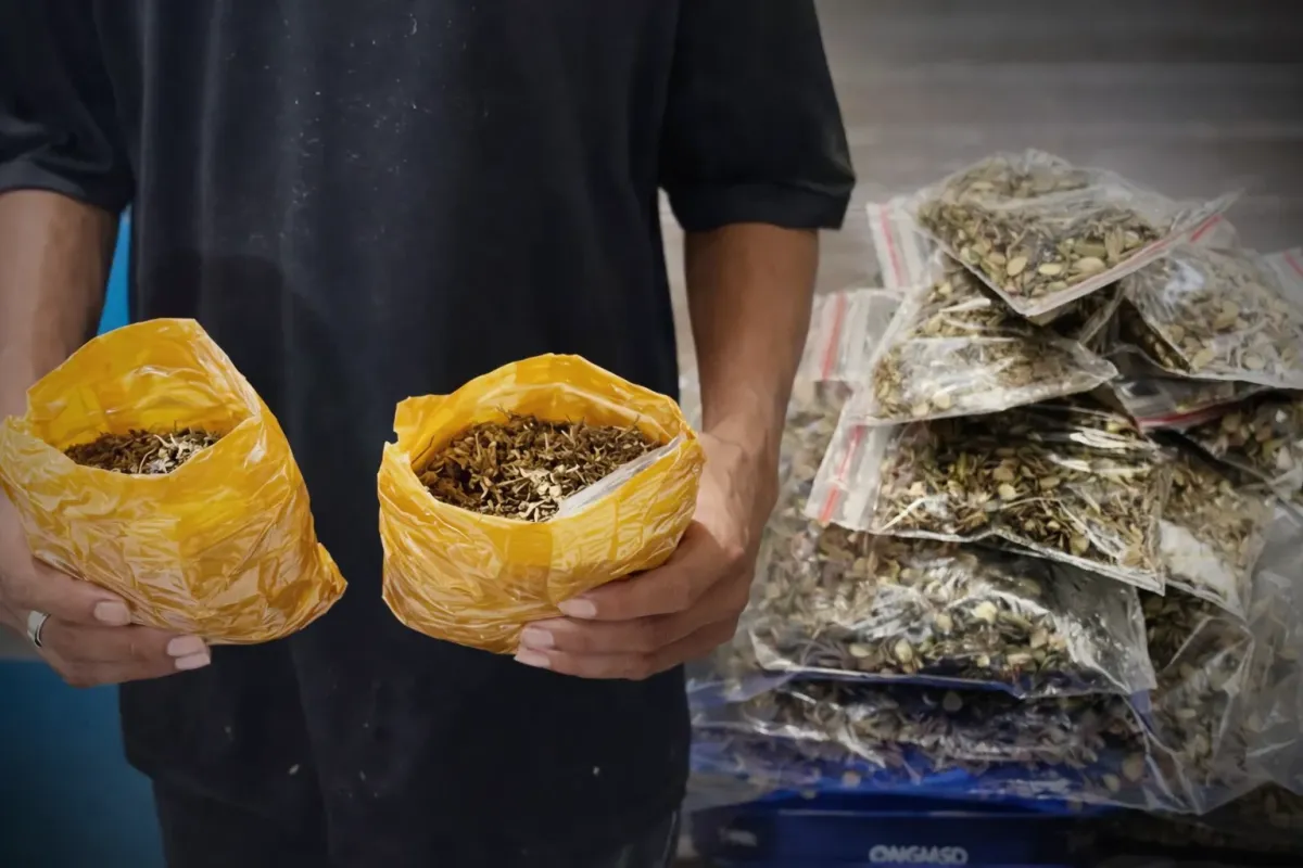 Polisi Jayapura Sita 457 Gram Ganja dari Jasa Ekspedisi dan Tangkap Dua Tersangka