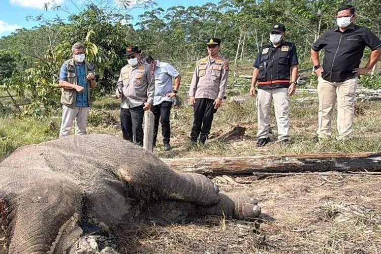 Pria Ditangkap Terkait Kematian Anak Gajah di Taman Nasional Tesso Nilo