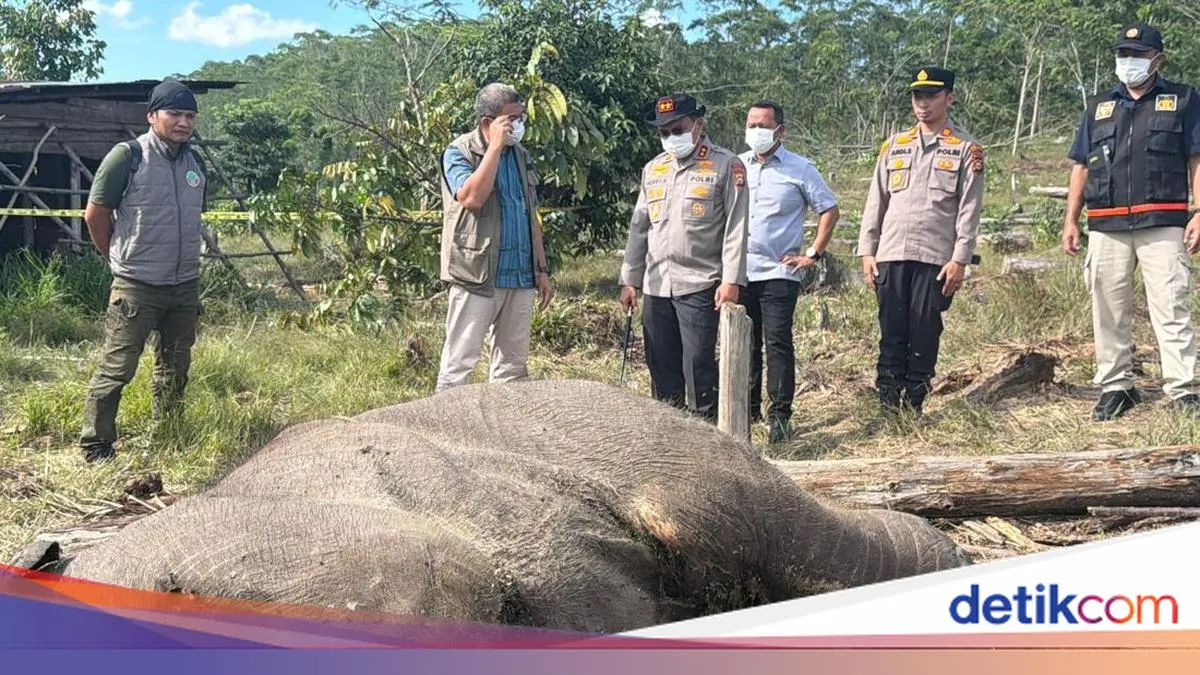 Kapolda Riau Tinjau Penemuan Anak Gajah Mati di Tesso Nilo