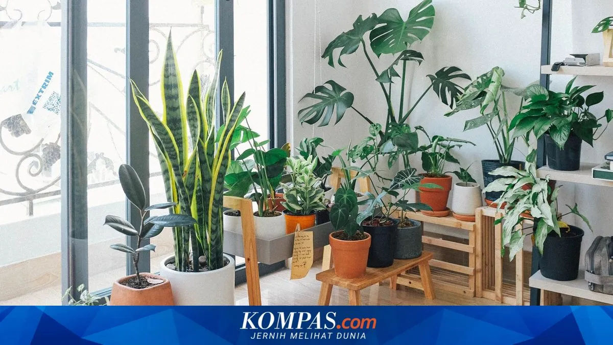 Maksimalkan Keindahan Rumah dengan Houseplant Maximalism