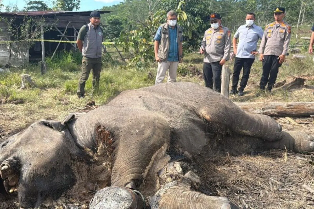Anak Gajah Liar Mati Diduga Terjerat di Taman Nasional Tesso Nilo