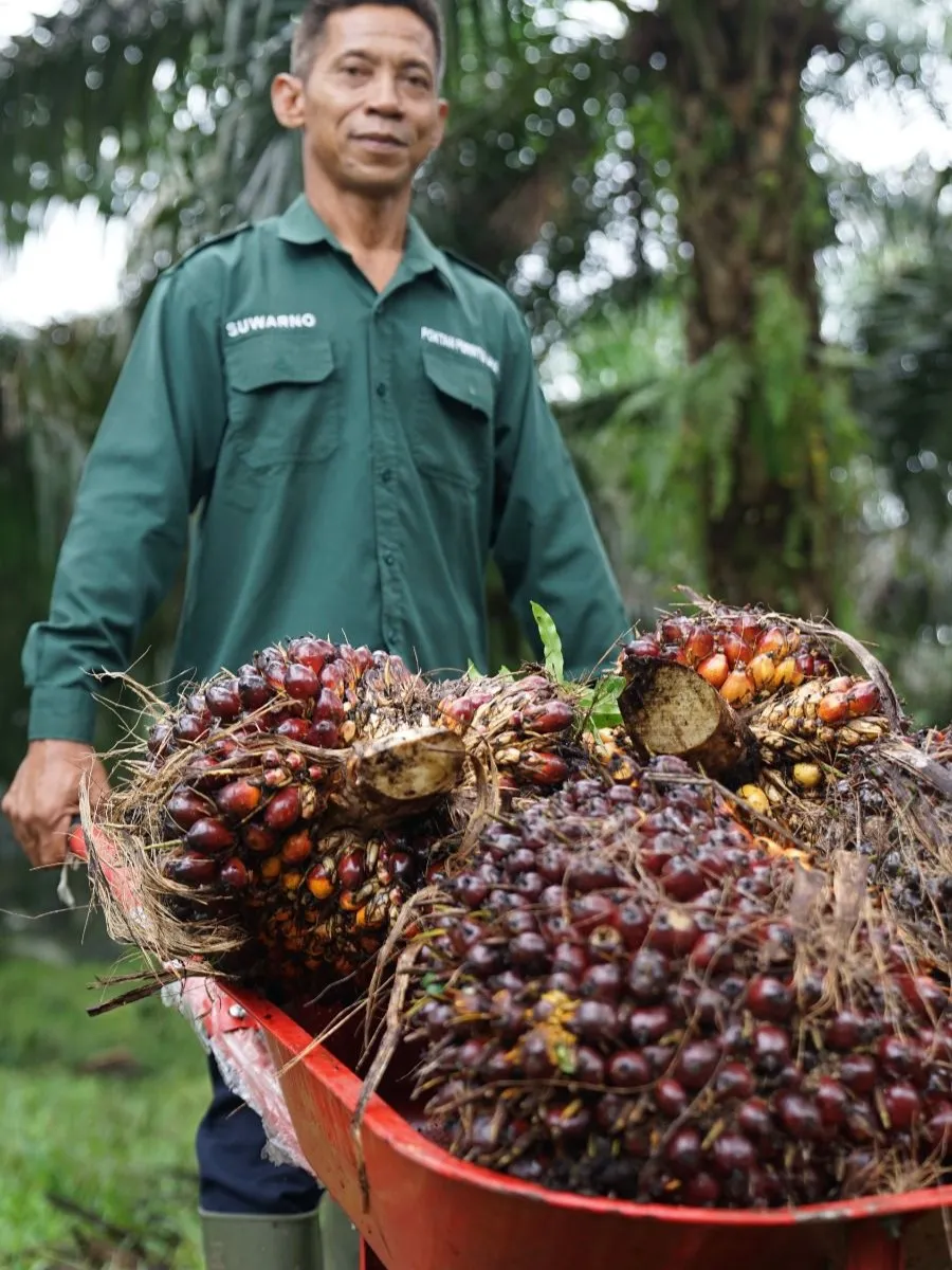 Stok CPO Melimpah, Kementan Pastikan Kebutuhan Biodiesel Tak Ambil Jatah Minyak Goreng