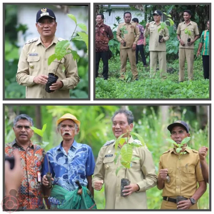 Wabup Sumba Tengah Dorong Perkebunan Kopi Robusta untuk Tingkatkan Kesejahteraan Masyarakat