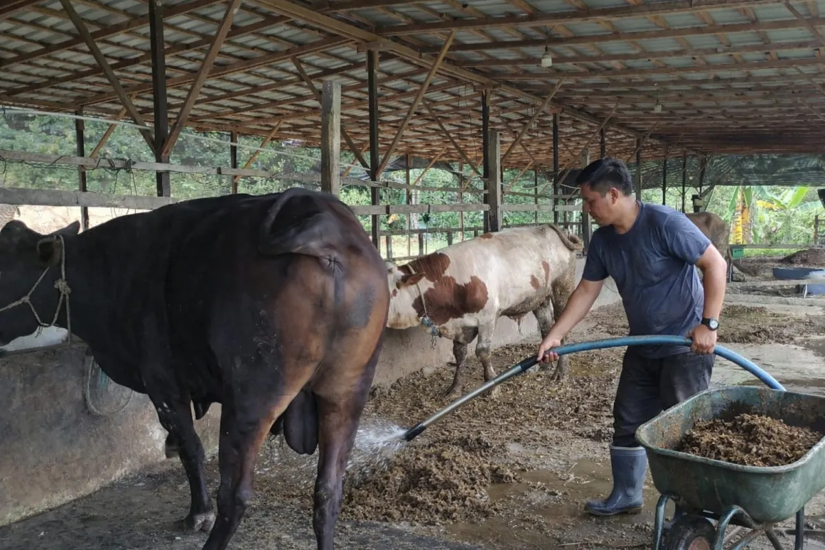 Perawatan Optimal Sapi Limousin di Wasna Farm Kukar