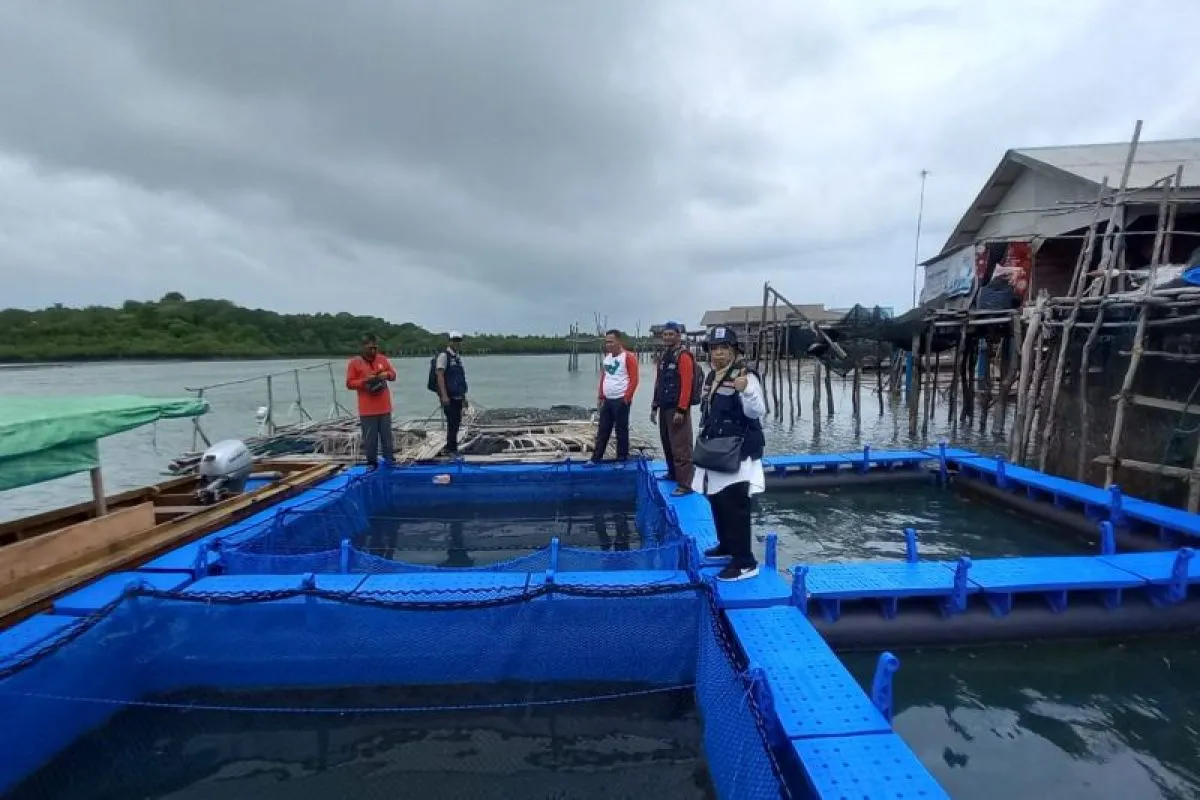 Produksi Udang Vaname Batam Tinggi, Jadi Andalan Ekspor ke Singapura