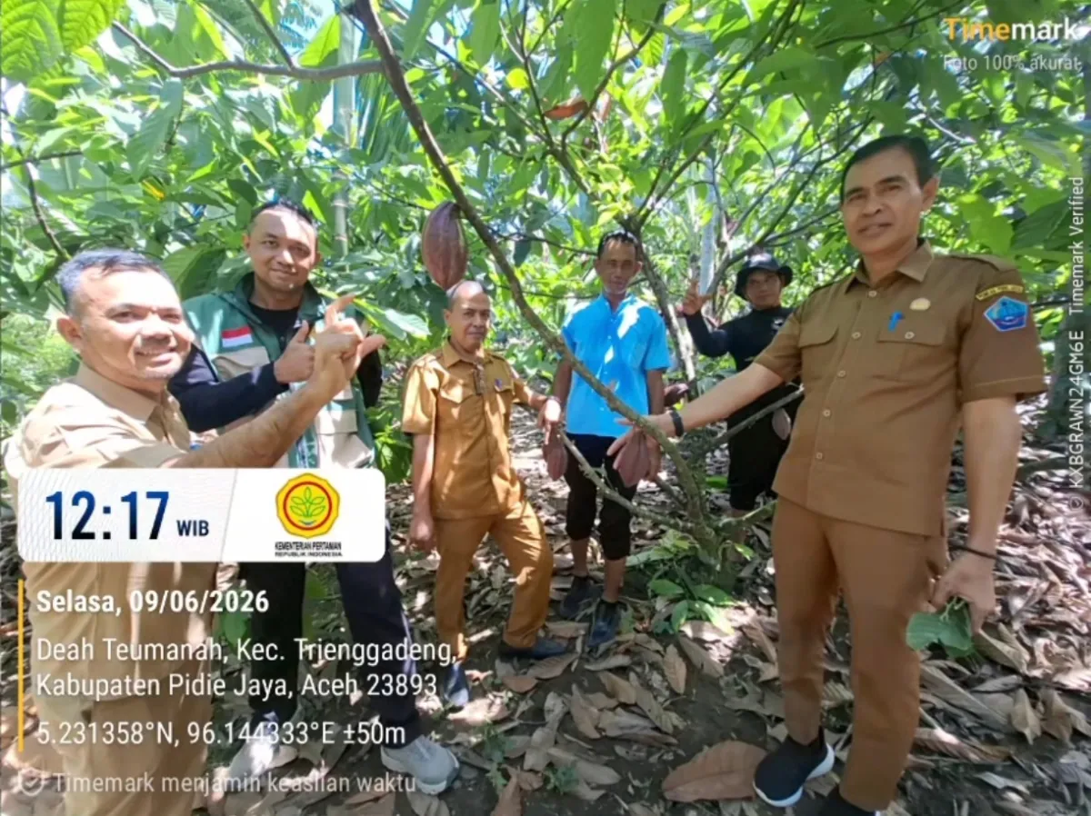 Disbunnak Pidie Jaya Pastikan Ketersediaan Benih untuk Peremajaan Kakao