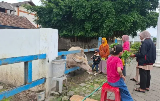 Kebo Bule di Alun-Alun Selatan Surakarta Menjadi Daya Tarik Wisata dan Pendorong Ekonomi