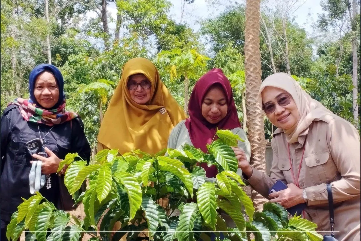 Kalsel Tingkatkan Pengembangan Kopi Melalui Program BANGKODIN
