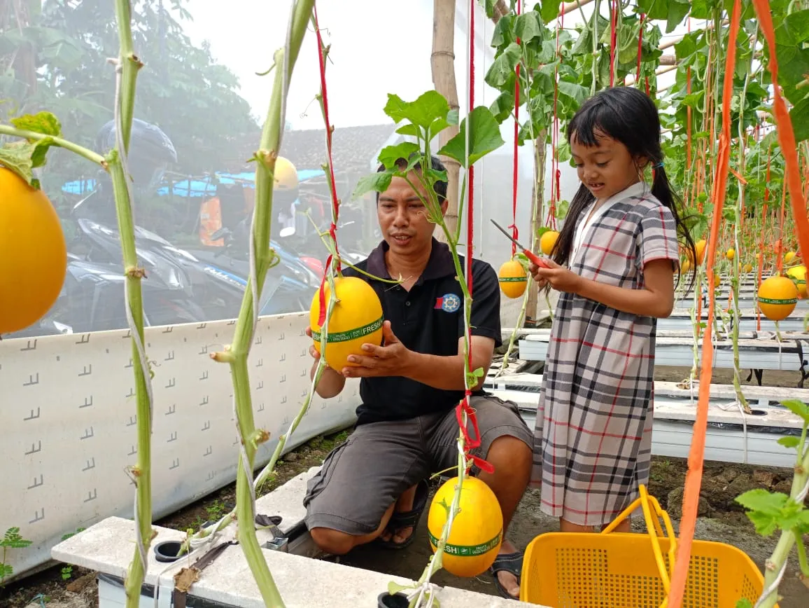 Wisata Edukasi Melon Premium Hadir di Bendotretek Sidoarjo