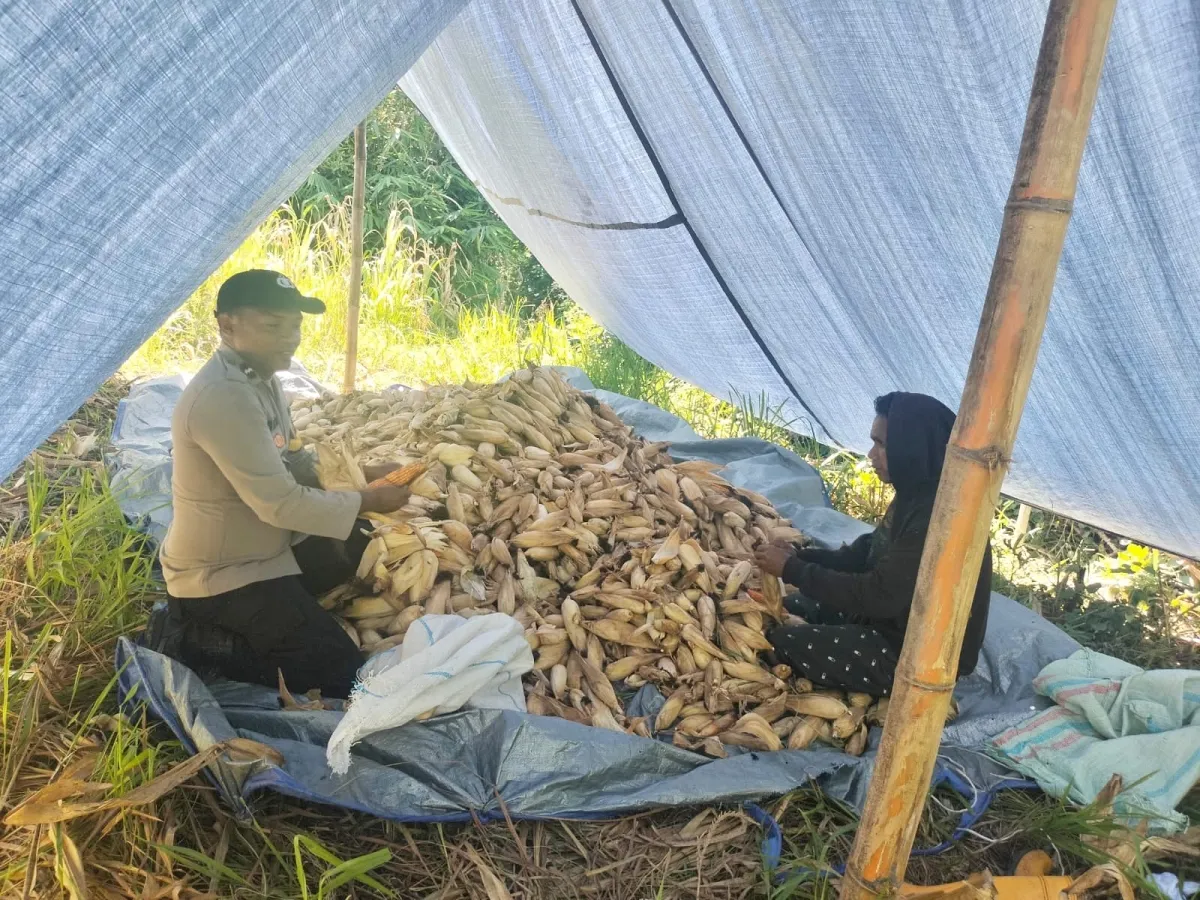 Panen Jagung Bersama di Desa Tala Dukung Ketahanan Pangan