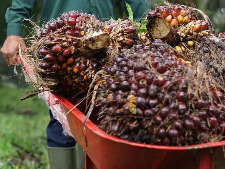 Kementan Jamin Pasokan Minyak Goreng Aman Jelang Idulfitri 1447 H