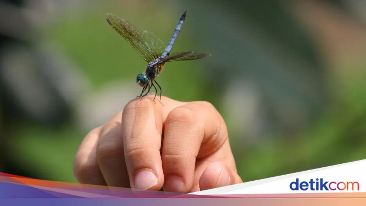 Capung sebagai Indikator Kualitas Lingkungan Semakin Langka
