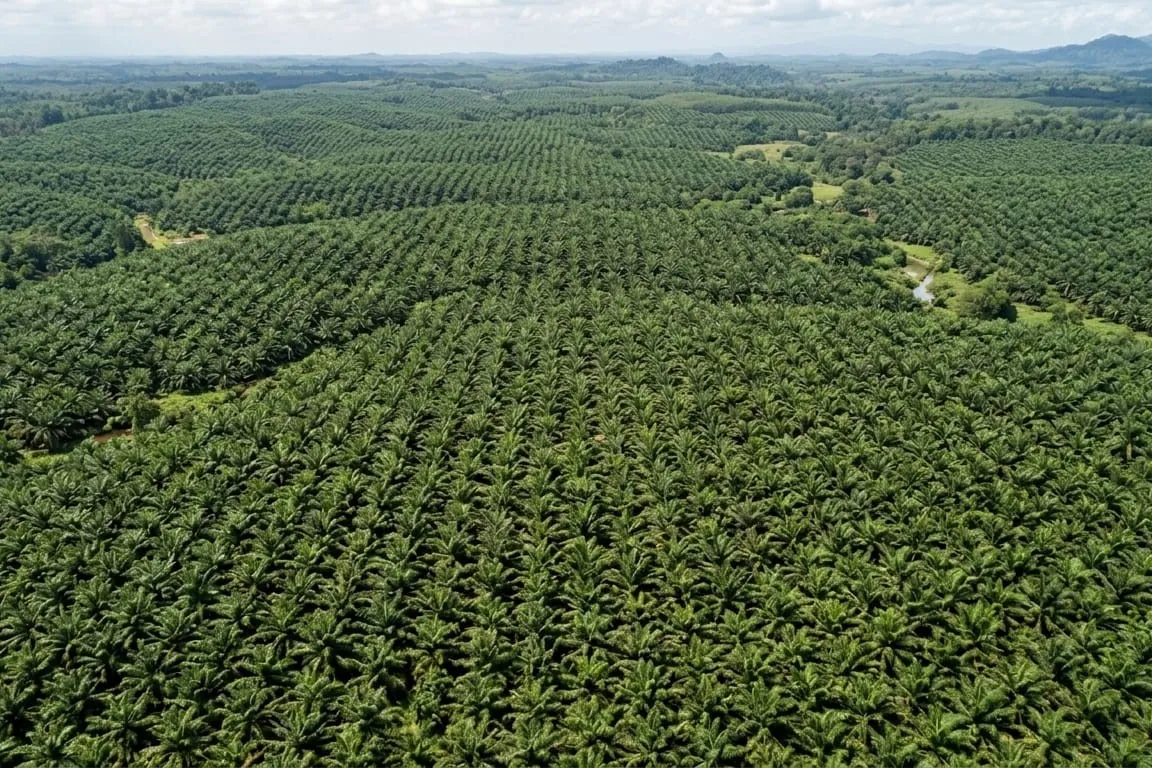 Luas Hutan di Kalimantan Masih Mencapai 77,4 Persen di Tengah Ekspansi Perkebunan Sawit