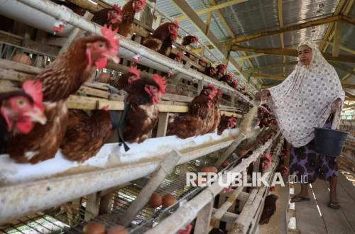 Pemerintah Perkuat Standar Kesehatan Hewan Setelah Pembatasan Impor Unggas Arab Saudi