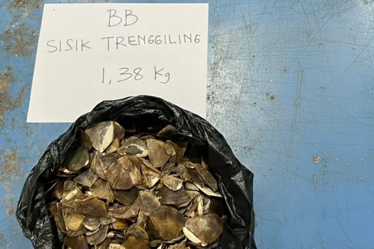 Kemenhut Amankan 1,38 Kg Sisik Trenggiling dalam Perdagangan Ilegal di Kalbar