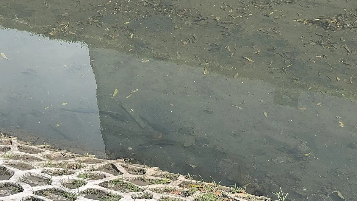 Populasi Ikan Sapu-Sapu Masih Dominasi Kali Cideng Usai Pembersihan
