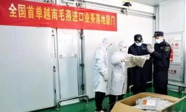 Tiongkok Mulai Impor Sarang Burung Mentah dari Vietnam