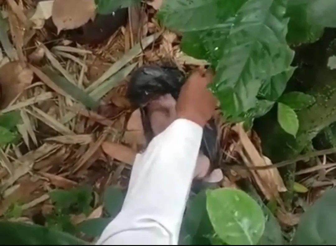Bayi Ditemukan di Kebun Parungkuda, Warga Desa Kompa Sukabumi Geger