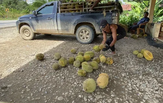 Empat Kecamatan Perbatasan Sanggau Jadi Sentra Durian Terbaik
