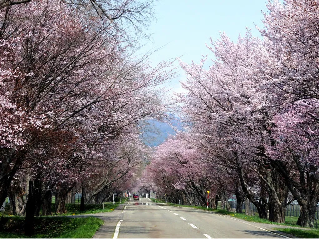 Event Lari dan Jalan Santai Menarik di Hokkaido Musim Semi 2026