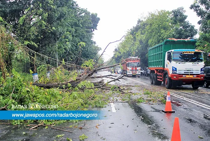 Pohon Tumbang di Jalan Utama Lamongan, Menyebabkan Kemacetan