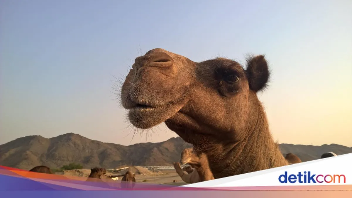 Skandal Botox di Kontes Kecantikan Unta, 20 Ekor Didiskualifikasi