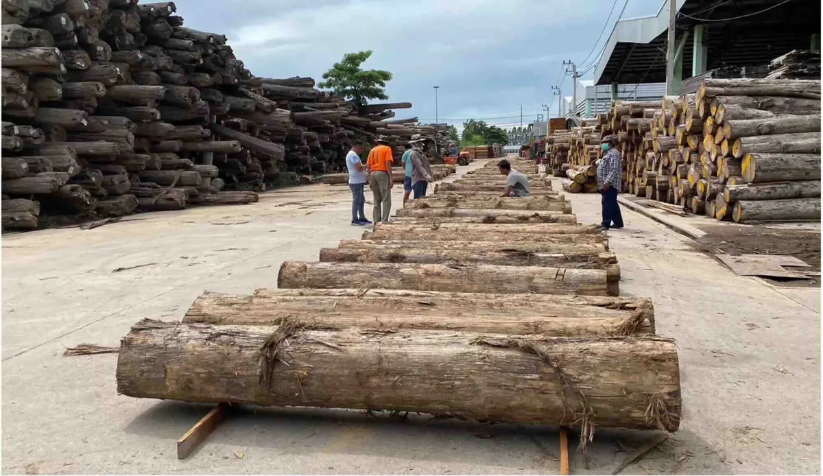 Industri Kayu Global Beragam, Indonesia dan Thailand Tunjukkan Pertumbuhan