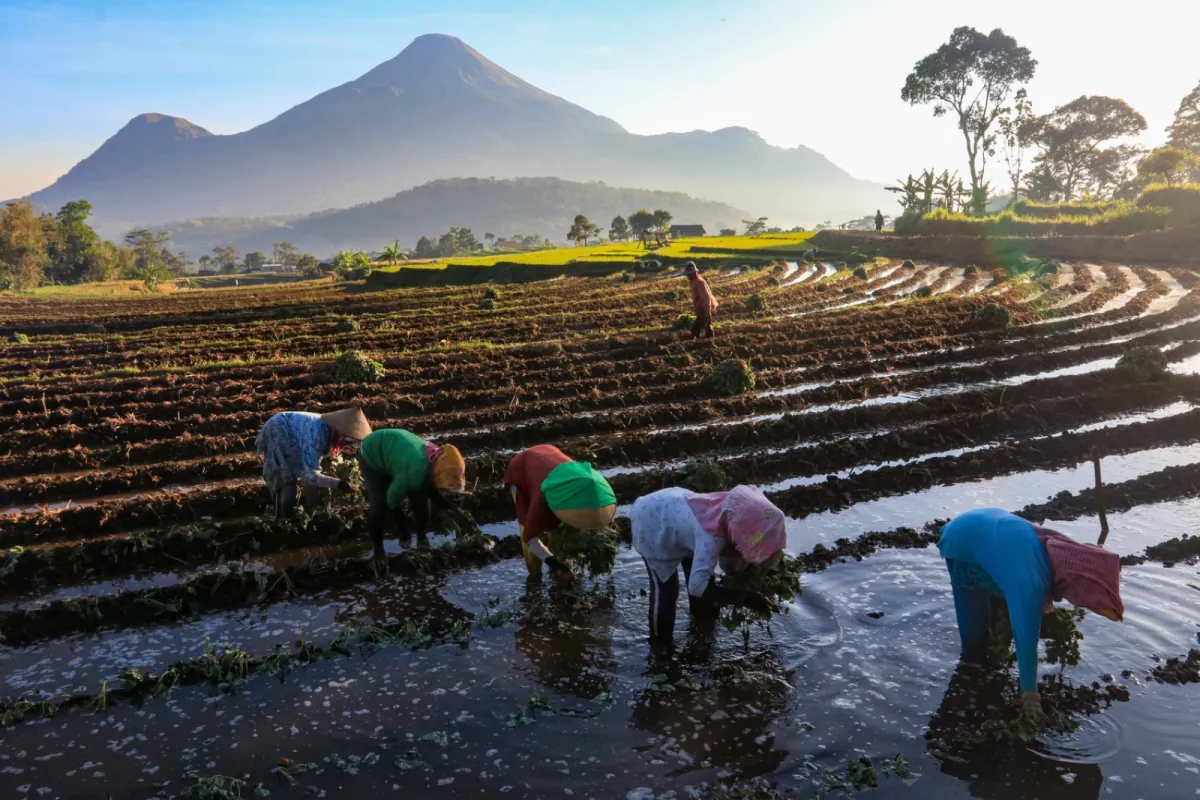 Pertumbuhan Kredit UMKM Terkendala Oleh Sektor Pertanian yang Masih Tertinggal