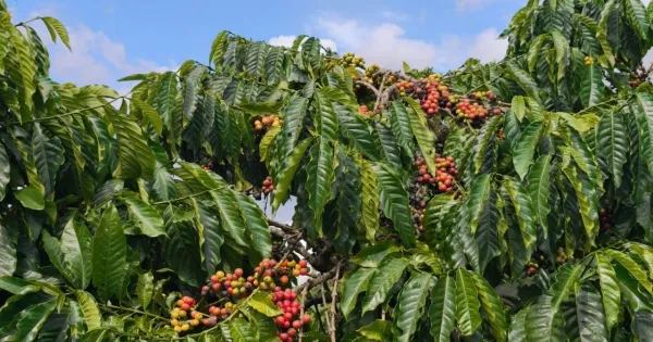 Harga Kopi Domestik Alami Penurunan pada 28 Februari 2026