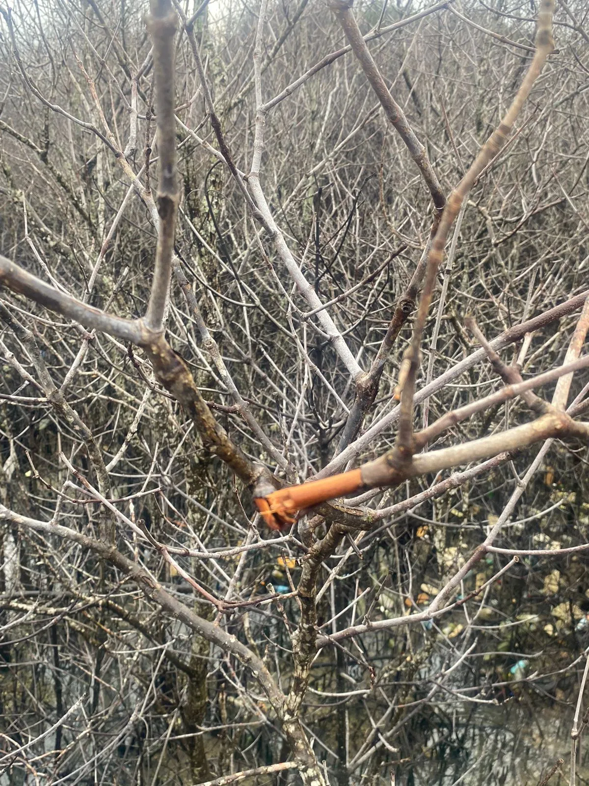 Investigasi Diminta atas Kematian Massal Pohon Mangrove di Benoa