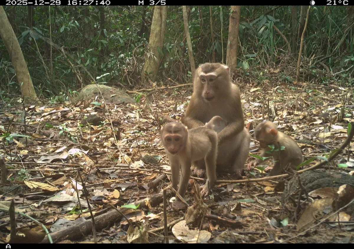 27 Spesies Hewan Langka Ditemukan di Hutan My Son