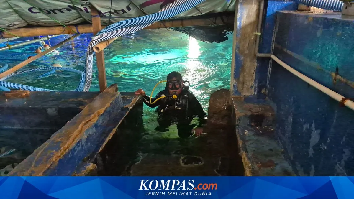 Dari Pekerja Pabrik Menjadi Penyelam Handal di SeaWorld