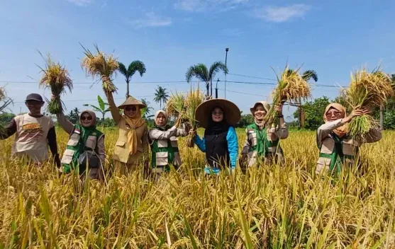 KWT Sehati Kalimiru Sukses Gelar Panen Raya Padi yang Meningkatkan Ketahanan Pangan