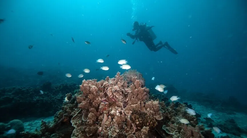 Ilmuwan Desak Fokus Perlindungan Laut di COP31 Turkiye
