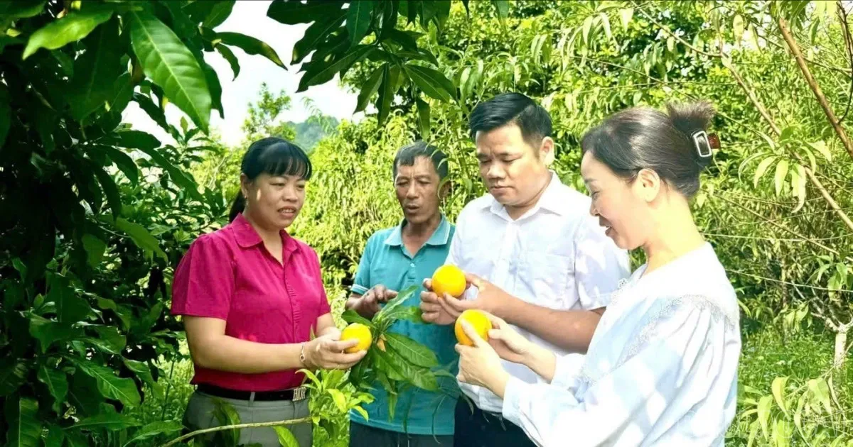 Pohon Buah-Buahan Dorong Pertumbuhan Ekonomi di Trung Tam