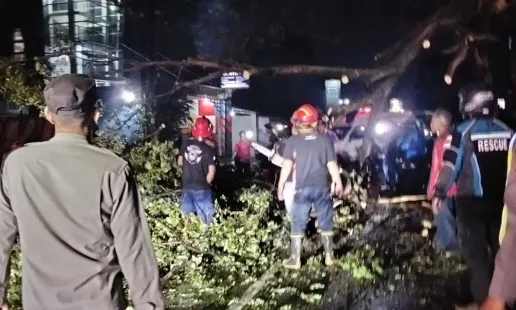 Evakuasi Cepat Pohon Tumbang di Ring Road Selatan Sukses Berkat Kerja Sama