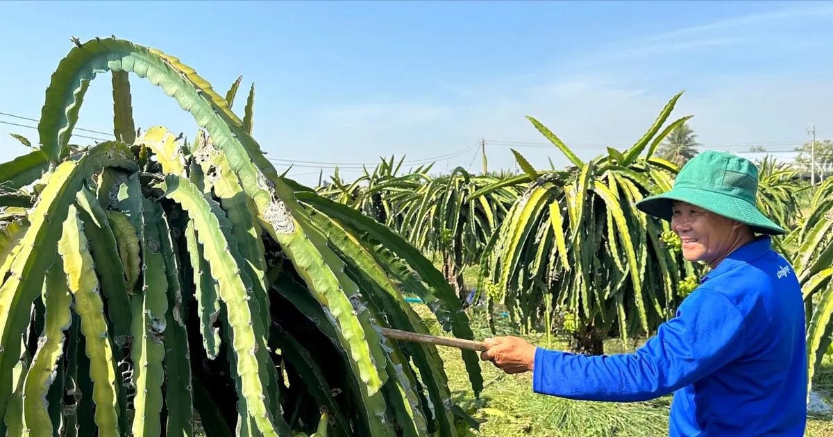 Petani Buah Naga Fokus Perawatan Pascasetelah Tết untuk Tingkatkan Kualitas Panen