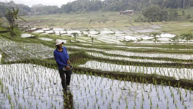 NTP Februari 2026 Meningkat 1,50% Menjadi 125,45, Kesejahteraan Petani Terangkat